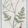 Oenanthe Apii folii = Oenanthe, o filipendula minore. [Water dropwort]