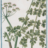 Oenanthe Apii folio = Oenante maggiore = Loenanthe. [Water dropwort]