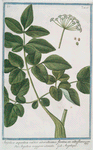 Angelica aquatica radice odoratissima floribus ex albo flavescen = Angelica maggiore odorata = Angelique. [Wild Celery]