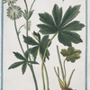 Astrantica major corona floris candida = Astrantia = La fanicle femelle. [Hadspen blood, Great masterwort]