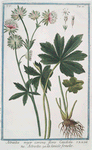 Astrantica major corona floris candida = Astrantia = La fanicle femelle. [Hadspen blood, Great masterwort]