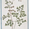 Chaerophyllum Sativun = Cerfoglio = Cerfeuil. [Chervil]