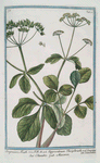 Smyrnium Math. = Hipposelinum Theophrasti, vel Smyrinium Dioscoridis = Olusatro = Maceron. [Alexanders, Black Lovage, Black Potherb Horse Parsley]