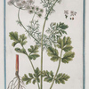 Coriandrum majus = Pitartima, e Coriandro = Coriandre. [Coriander, Cilandro, Chinese parsley]