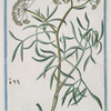 Crithmum sive Foeniculum maritimum majos odore Apii = Finocchio marino = Bacille [Samphire, Fennel]