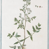 Thysselinum Plinii = Appio palustre = Piersil de Marais. [Marsh parsley]