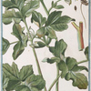 Pastinaca sylvestris altissima = Pastinaca salvatica maggiore = Panais ou Pastenade. [Wild parsnip]