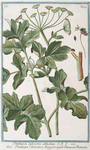 Pastinaca sylvestris altissima = Pastinaca salvatica maggiore = Panais ou Pastenade. [Wild parsnip]