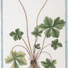 Sanicula officinarum = Diapensia = Sanicle. [Snake root]