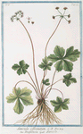 Sanicula officinarum = Diapensia = Sanicle. [Snake root]