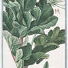 Sphondylium vulgare hirsutum = Sfondilis, e Branca ursina di Germania. [Hairy Cow parsnip]