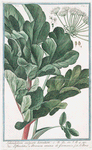 Sphondylium vulgare hirsutum = Sfondilis, e Branca ursina di Germania. [Hairy Cow parsnip]