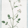 Tordyllum Alpinum minimum. [Alpine hartwort]