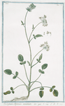 Tordyllum Alpinum minimum. [Alpine hartwort]