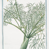 Ferula faemina Plinii = Fenocchione Salvatico = La Ferule. [Giant fennel]