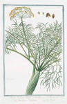 Ferula faemina Plinii = Fenocchione Salvatico = La Ferule. [Giant fennel]