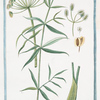 Thapsia, sive Turbith garganicum semine latissimo = Tapsia di Gargano = La Thapsie ou Tourbith. [Drias]