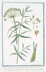 Thapsia, sive Turbith garganicum semine latissimo = Tapsia di Gargano = La Thapsie ou Tourbith. [Drias]
