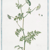 Cicutaria latifolia foetida = Seseli salvatico = Cicutaire. [Flat leaf hemlock]
