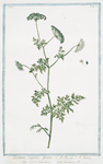 Cicutaria latifolia foetida = Seseli salvatico = Cicutaire. [Flat leaf hemlock]
