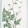 Cicutaria, foliis minoribus et non faetida = Cicutaria non fetida = Cicutaire. [Hemlock]