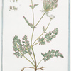 Cauculis,  arvensis,  echinata,  latifolia flore albo = Lappula = Le Caucalis. [Prickly Burr parsley]