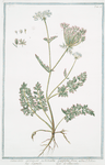 Cauculis,  arvensis,  echinata,  latifolia flore albo = Lappula = Le Caucalis. [Prickly Burr parsley]
