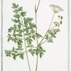 Laserpitium Selinoides semine crispo = Laserpizio, e Libanotide = Le Laser. [Laserwort]