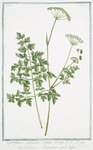 Laserpitium Selinoides semine crispo = Laserpizio, e Libanotide = Le Laser. [Laserwort]