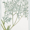 Cachrys, semine, fungoso, sulcato, aspero, Morris Umbel. = Cacri = L'Armarinte.