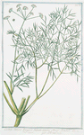 Cachrys, semine, fungoso, sulcato, aspero, Morris Umbel. = Cacri = L'Armarinte.