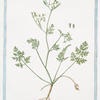 Scandix, crelica minor = Petine di Venere minore = Cerfeuil. [Chervil]