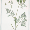 Scandix,  semine,  rostrato vulgaris = Pettine di Venere = Le Peigne de Venus. [Venus's needle]