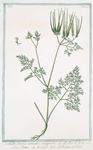 Scandix,  semine,  rostrato vulgaris = Pettine di Venere = Le Peigne de Venus. [Venus's needle]