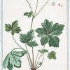 Sanicula officinarum = Sanicula mas Fuchsii = Diapensia = Sanide. [Black Snakeroot]