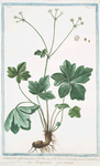 Sanicula officinarum = Sanicula mas Fuchsii = Diapensia = Sanide. [Black Snakeroot]