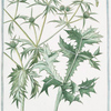 Eryngium vulgare = Eryngium Campestre = Eringio volgare = Panicaut Chardon Rolland. [Field eryngo]