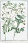 Eryngium vulgare = Eryngium Campestre = Eringio volgare = Panicaut Chardon Rolland. [Field eryngo]