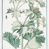 Eryngium maritimum = Eryngium marinum = Eringio marino = Panicaut Chardon Rolland. [Seaside eryngo; Sea holly]