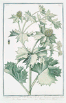 Eryngium maritimum = Eryngium marinum = Eringio marino = Panicaut Chardon Rolland. [Seaside eryngo; Sea holly]