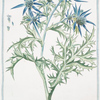 Eryngium montanum.