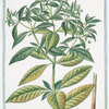 Bupleroides,  quae simpla noble canariensium.  [Thoroughwax]