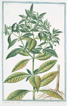 Bupleroides,  quae simpla noble canariensium.  [Thoroughwax]