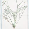 Seseli Massilliense, Ferulæ folio = Seseli minore = Le Seseli de Marseille. [Moon carrot]