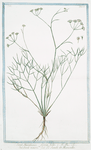 Seseli Massilliense, Ferulæ folio = Seseli minore = Le Seseli de Marseille. [Moon carrot]