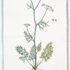 Sion Ammi, foliis tripinnatis = Pepolina montana. [Thyme]