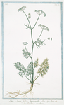 Sion Ammi, foliis tripinnatis = Pepolina montana. [Thyme]