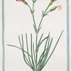 Caryophyllus,  semipleno, flore albo et vegeto = La Doama piccola = Oeillet. Petite Diane. [Pink Diane]