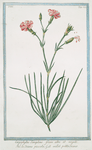 Caryophyllus,  semipleno, flore albo et vegeto = La Doama piccola = Oeillet. Petite Diane. [Pink Diane]
