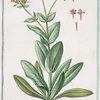 Lychnis umbellifera montana centaurei minoris, floribus, simplicibus, rubris = Muscipula = Lichnis.[Catchfly]